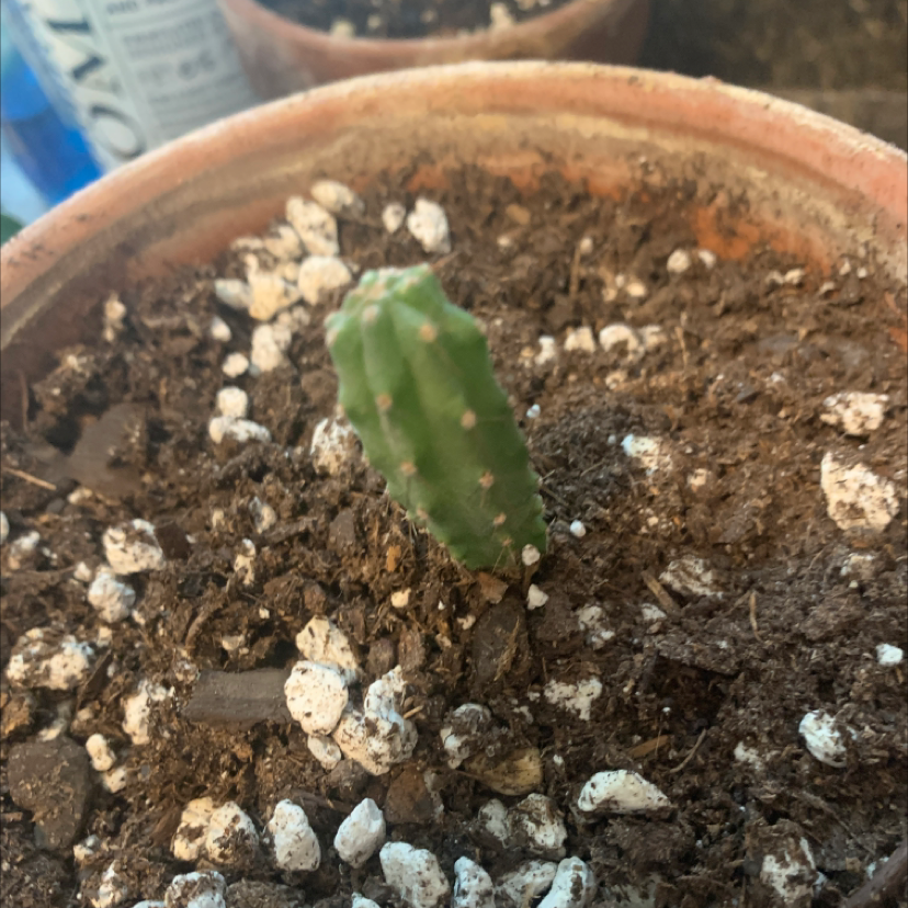 Photo of the plant species Trichocereus 'La Paz' by @Rclark3901 named TRICHOCEREUS BRIDGESII on Greg, the plant care app