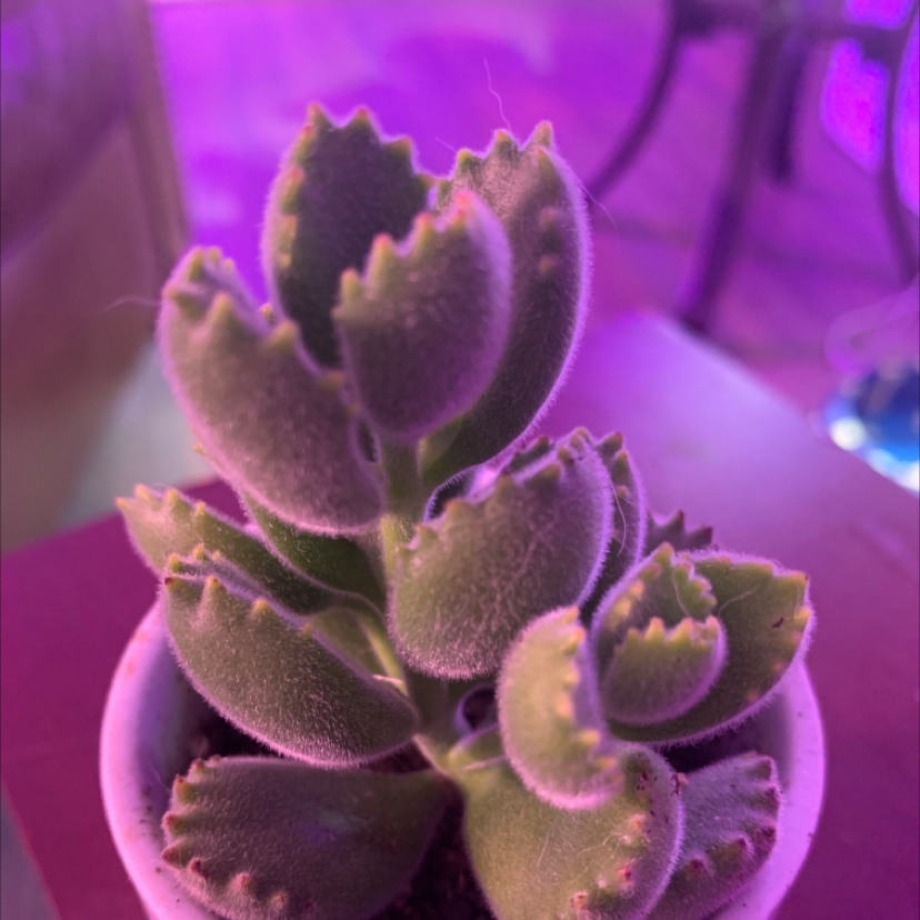 Bear's Paw succulent with fuzzy, green leaves in a pot, well-framed and in focus.