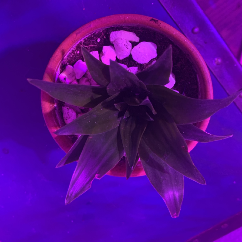 Dracaena 'Janet Craig Compacta' plant in a pot with white stones, under purple lighting.