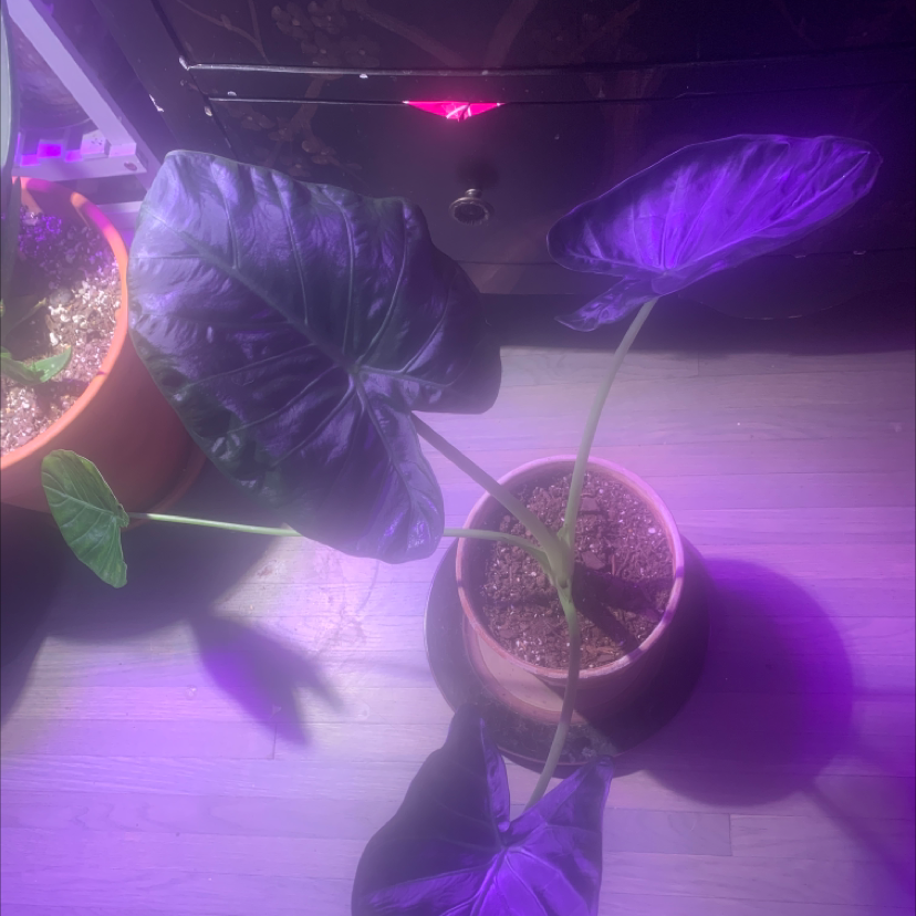 Alocasia 'Regal Shields' plant in a pot under purple artificial lighting.