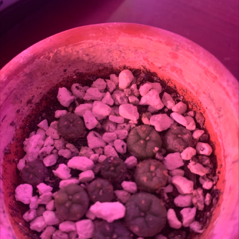 Photo of the plant species Peyote by @Rclark3901 named LOPHOPHORA WILLIAMSII X10 SEEDLINGS on Greg, the plant care app