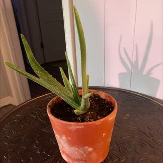 Aloe vera plant in Tulsa, Oklahoma