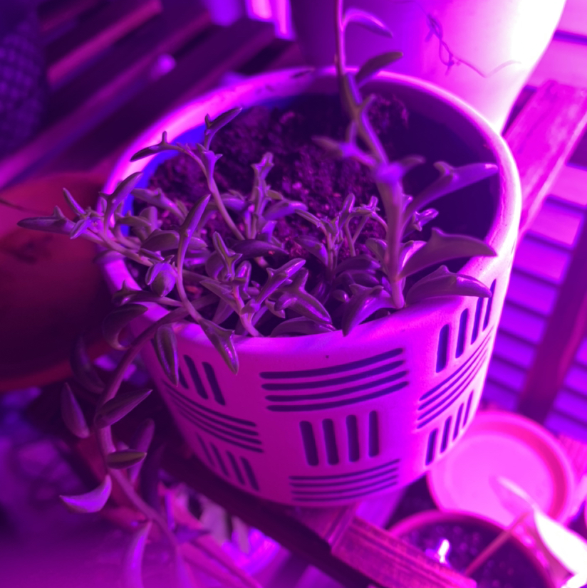 String of Dolphins plant in a pot under purple lighting, soil visible.
