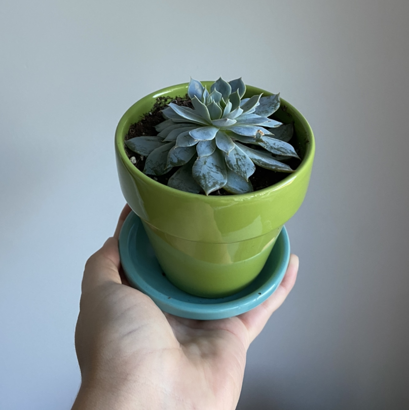 Pearl Echeveria plant in a green pot held by a hand, with visible soil.