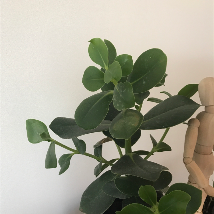 Healthy Natal Plum plant with thick green leaves and a wooden mannequin beside it.