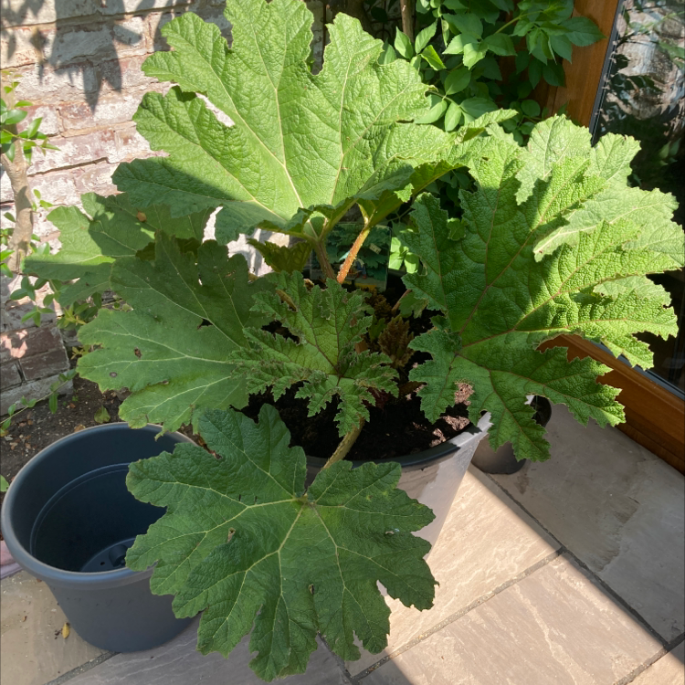 Photo of the plant species Brazilian giant-rhubarb by Martin named Gunne on Greg, the plant care app