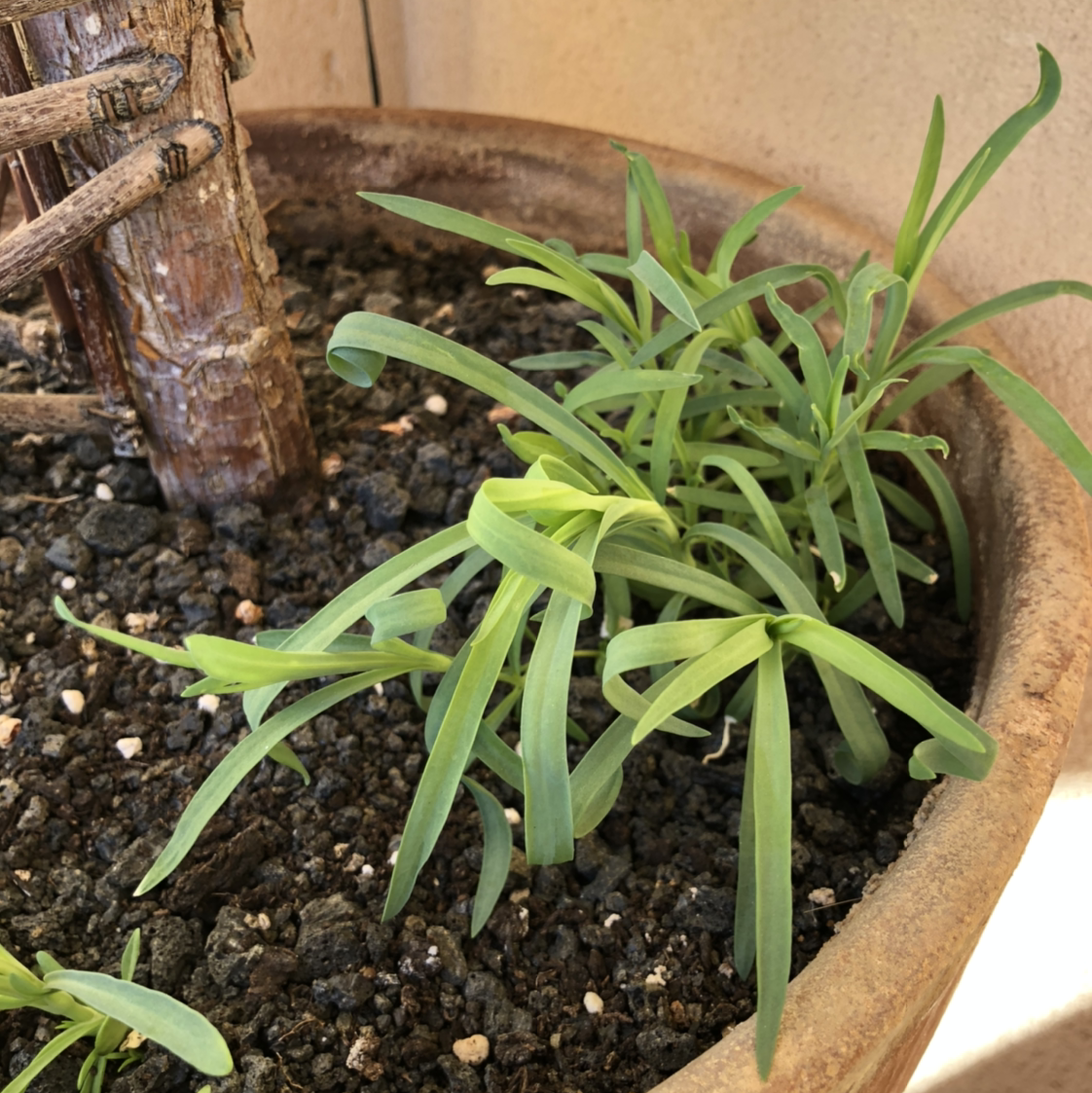 Photo of the plant species Border Carnation by @Djmistersmith named Coco on Greg, the plant care app