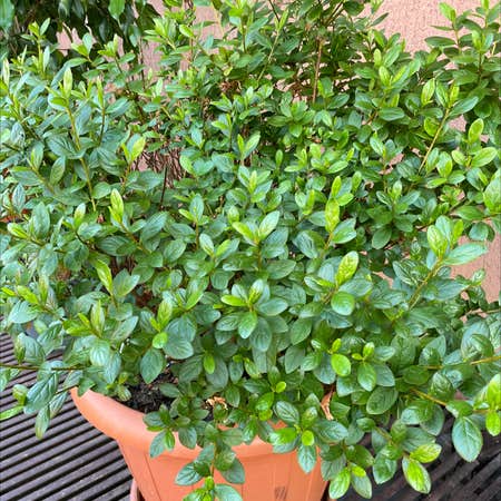Photo of the plant species Ceanothus griseus by Anderson named Your plant on Greg, the plant care app
