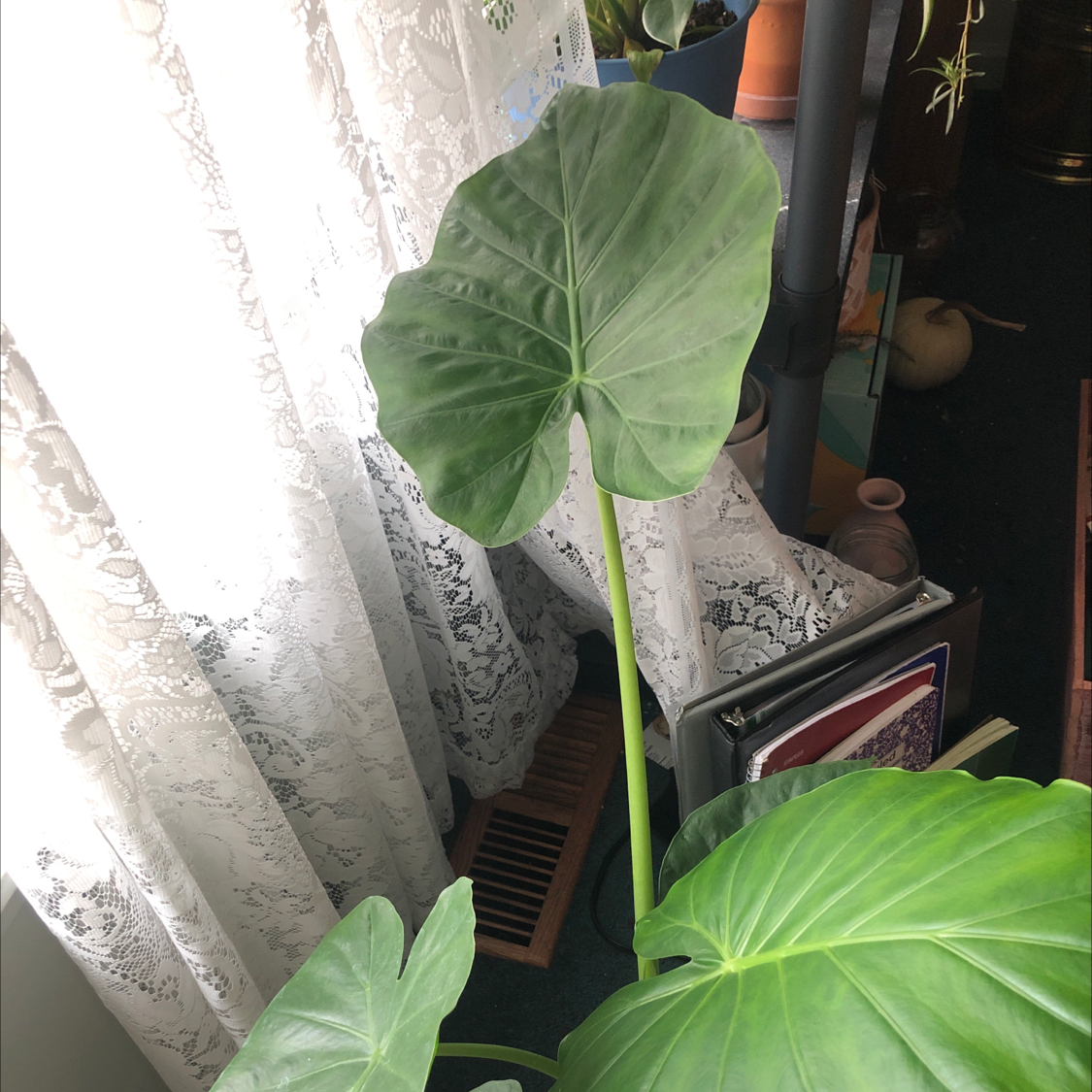 Jewel Alocasia plant with large green leaves near a window with lace curtains.