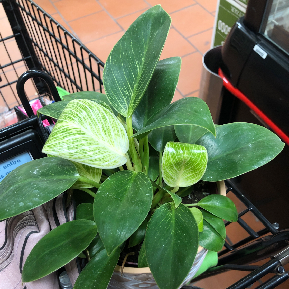 Philodendron Birkin plant with healthy green leaves and white variegation in a shopping cart.