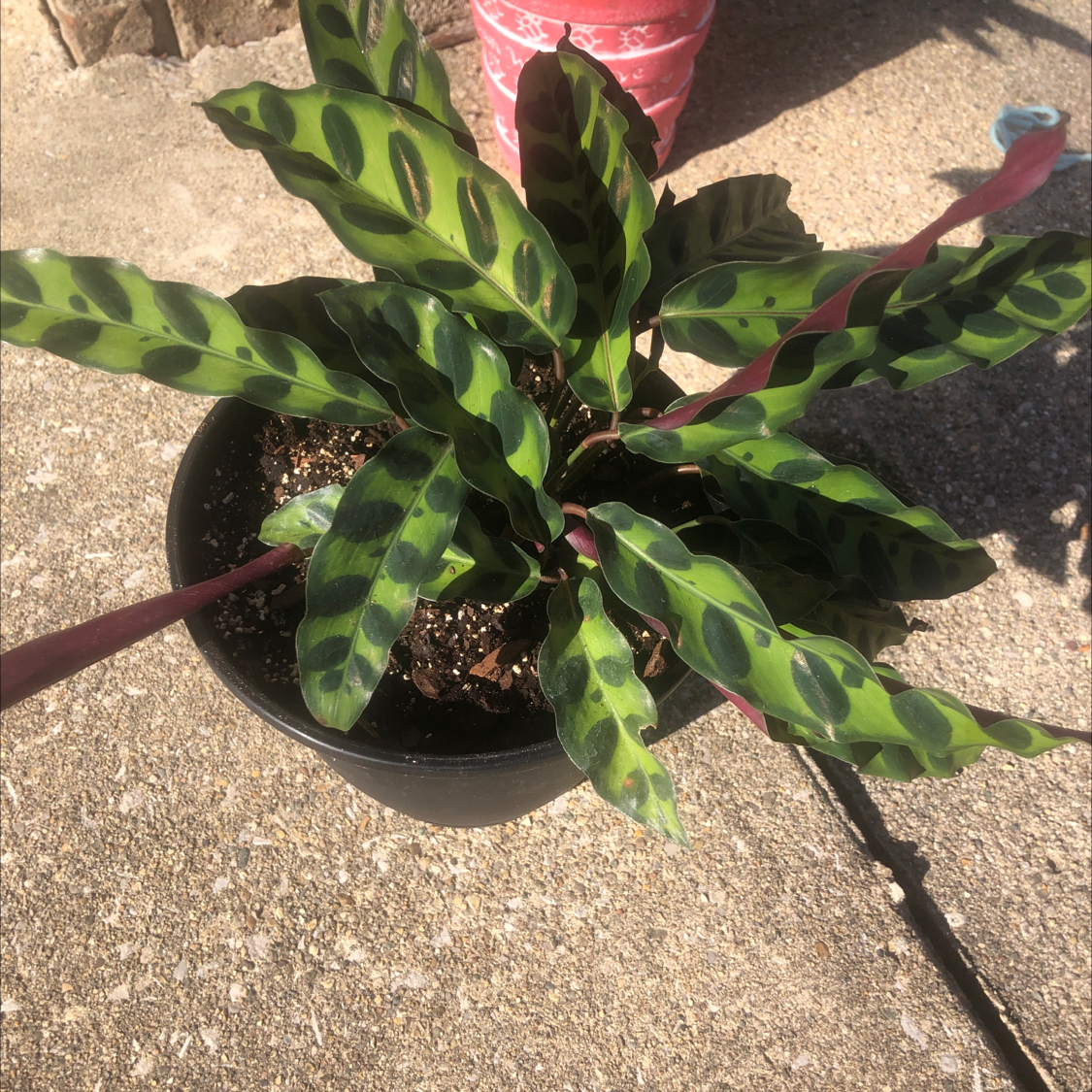 Rattlesnake Plant (Calathea lancifolia) in a pot with vibrant patterned leaves.