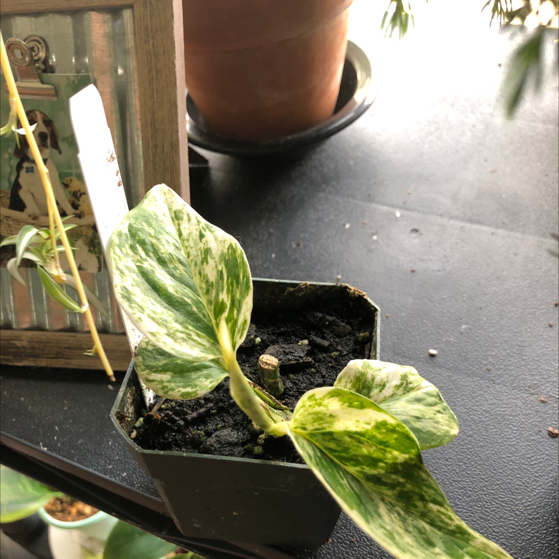 Marble Queen Pothos plant in a small pot with variegated leaves on a dark surface.