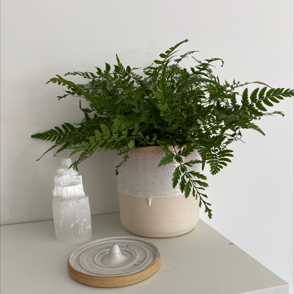 Healthy Black Spleenwort plant in a pot on a white surface with minimalistic background.