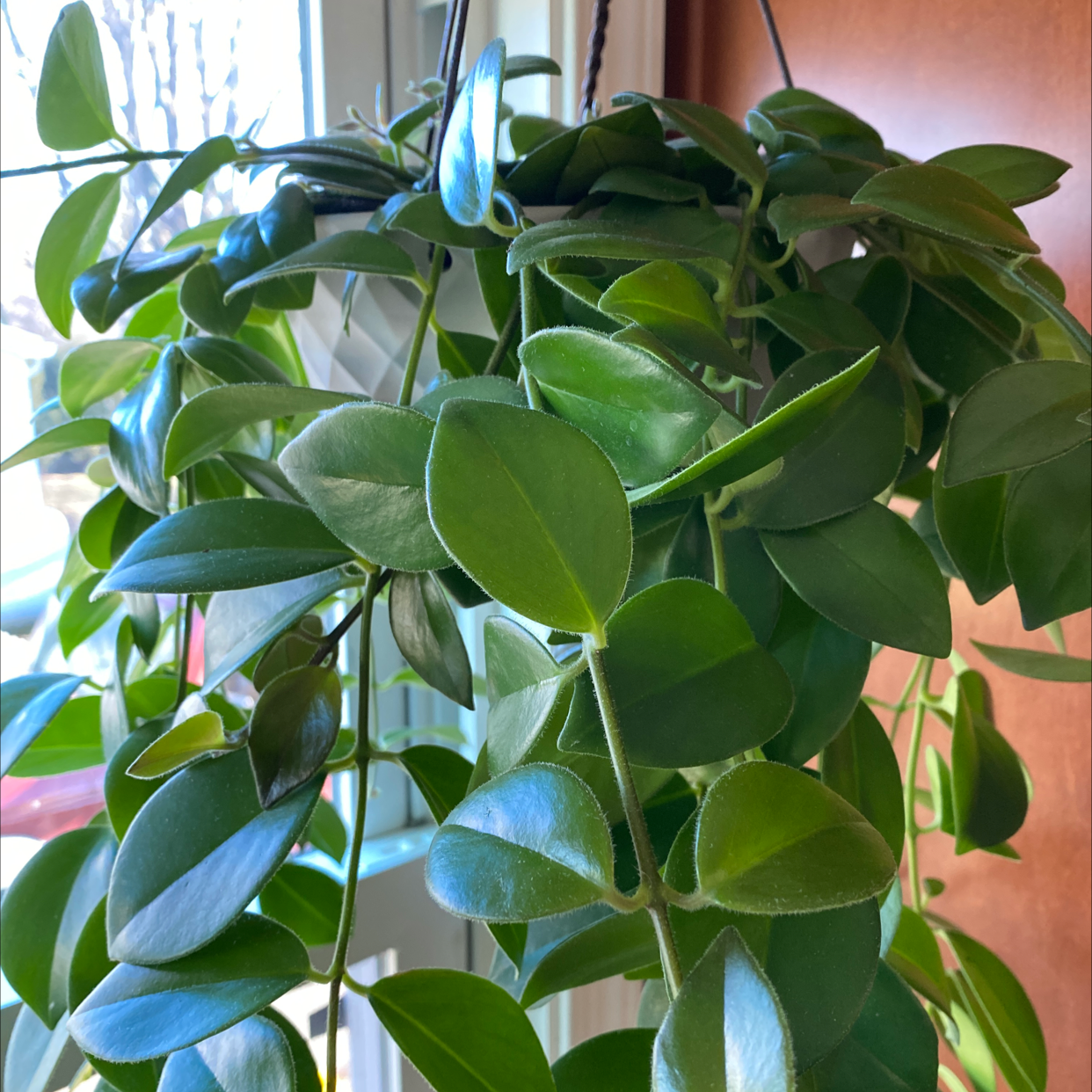 Variegated Lipstick Vine with healthy green leaves hanging near a window.