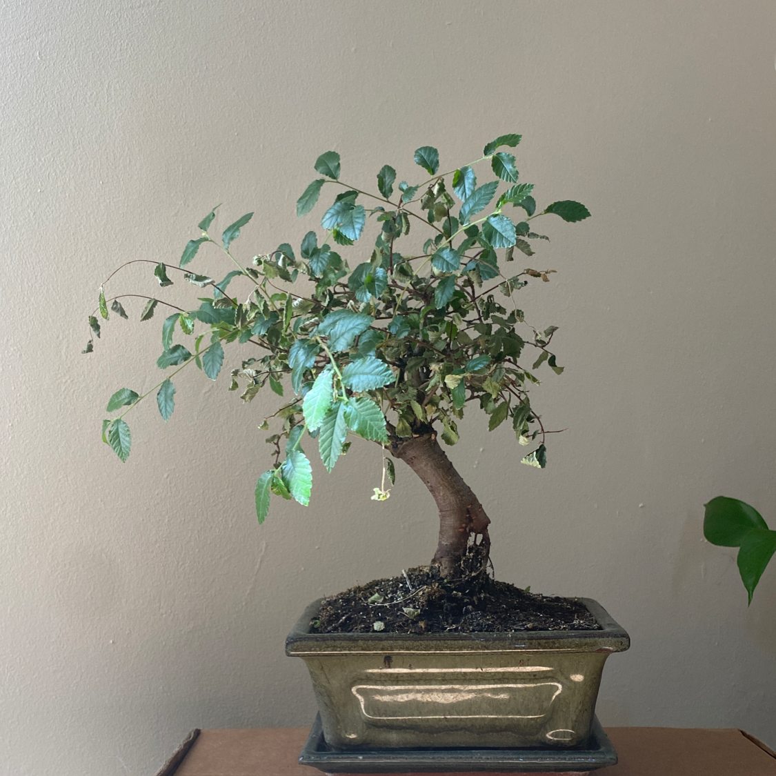 Healthy bonsai Chinese Elm tree in a pot, with a thick trunk, green leaves, and dark soil. The tree is well-pruned and aesthetically pleasing.