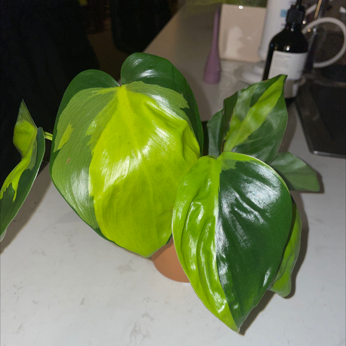 Philodendron Brasil plant photo by @Paysplants named Stem on Greg, the plant care app.