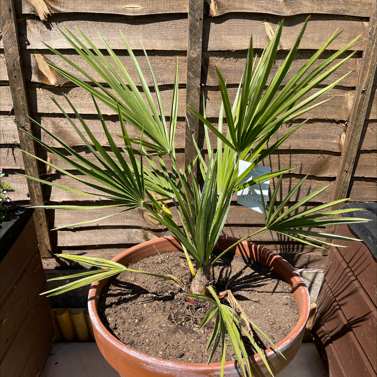 European Fan Palm in a terracotta pot with visible soil, well-framed and in focus.