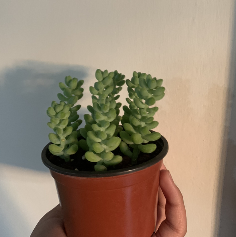 Burro's Tail plant photo by Abdallah named Burros tail￼ on Greg, the plant care app.