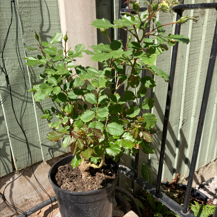 Photo of the plant species My Mum Rose by Billy named Isobel on Greg, the plant care app