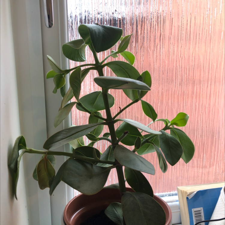 Photo of the plant species Autograph Tree by @Northcoralina named Sol on Greg, the plant care app