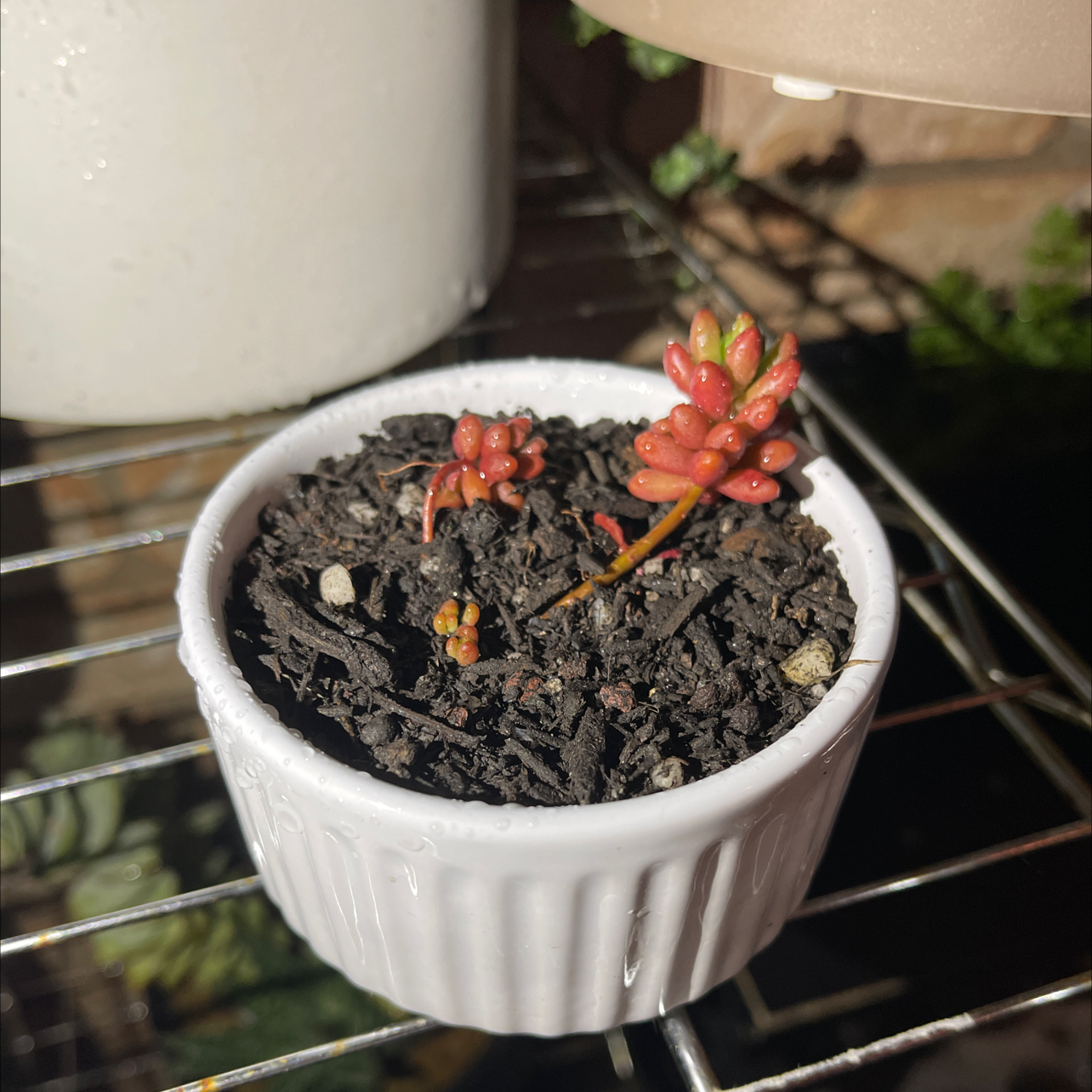 Small White Stonecrop plant in a white pot with dark soil, showing red fleshy leaves.