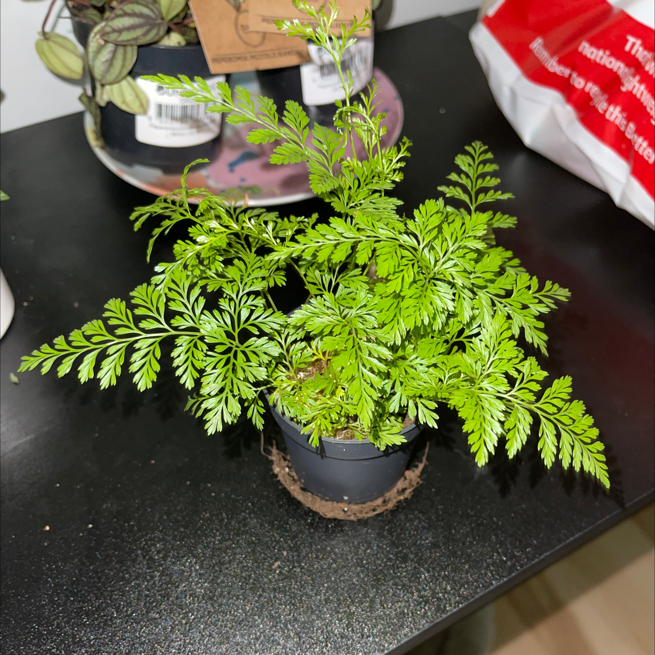 Healthy Parsley Fern in a small pot with vibrant green leaves.