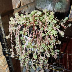 String of Tears plant
