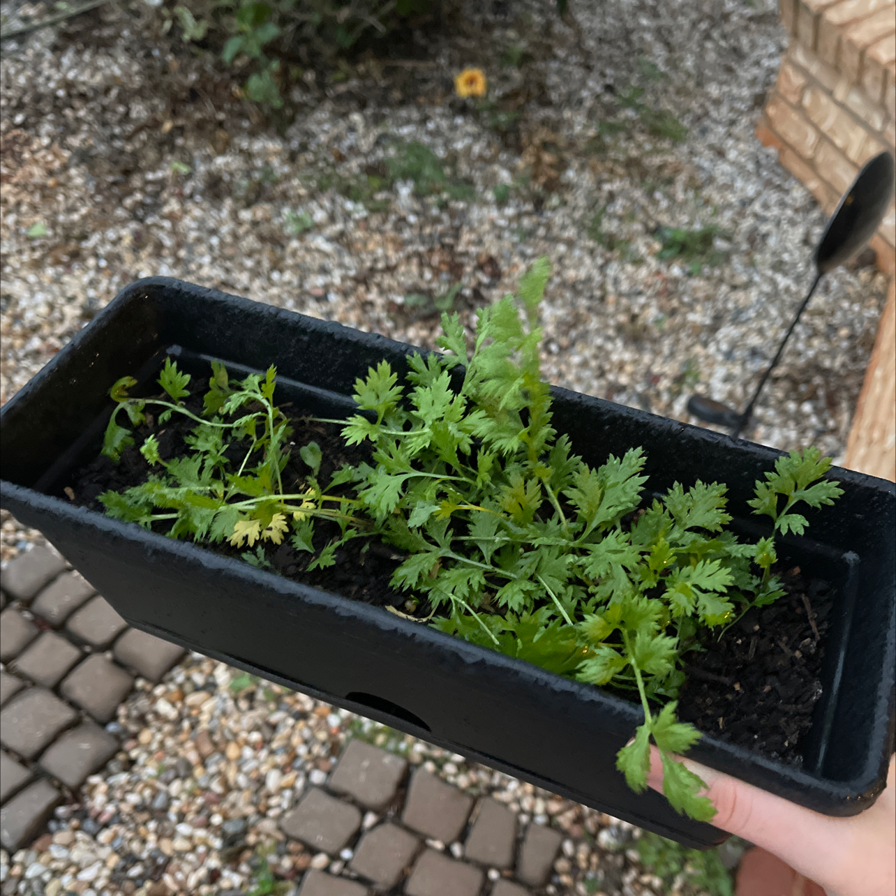 Photo of the plant species Chrysanthemum Coccineum by Em named Pyrethrum 1 on Greg, the plant care app