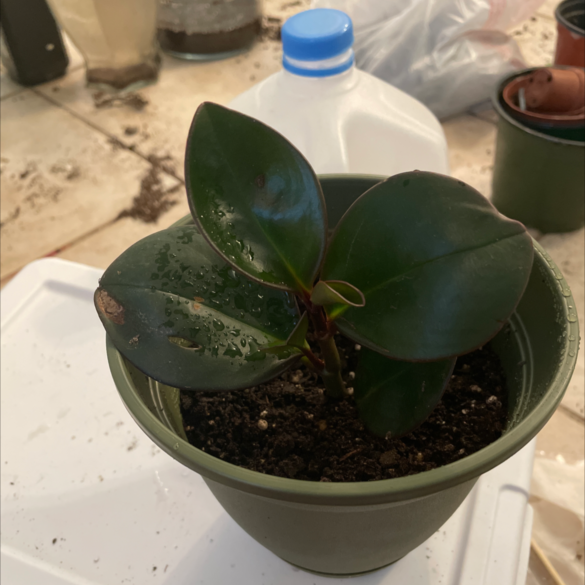 Potted Jelly Plant with dark green, glossy leaves and minor browning on one leaf edge.