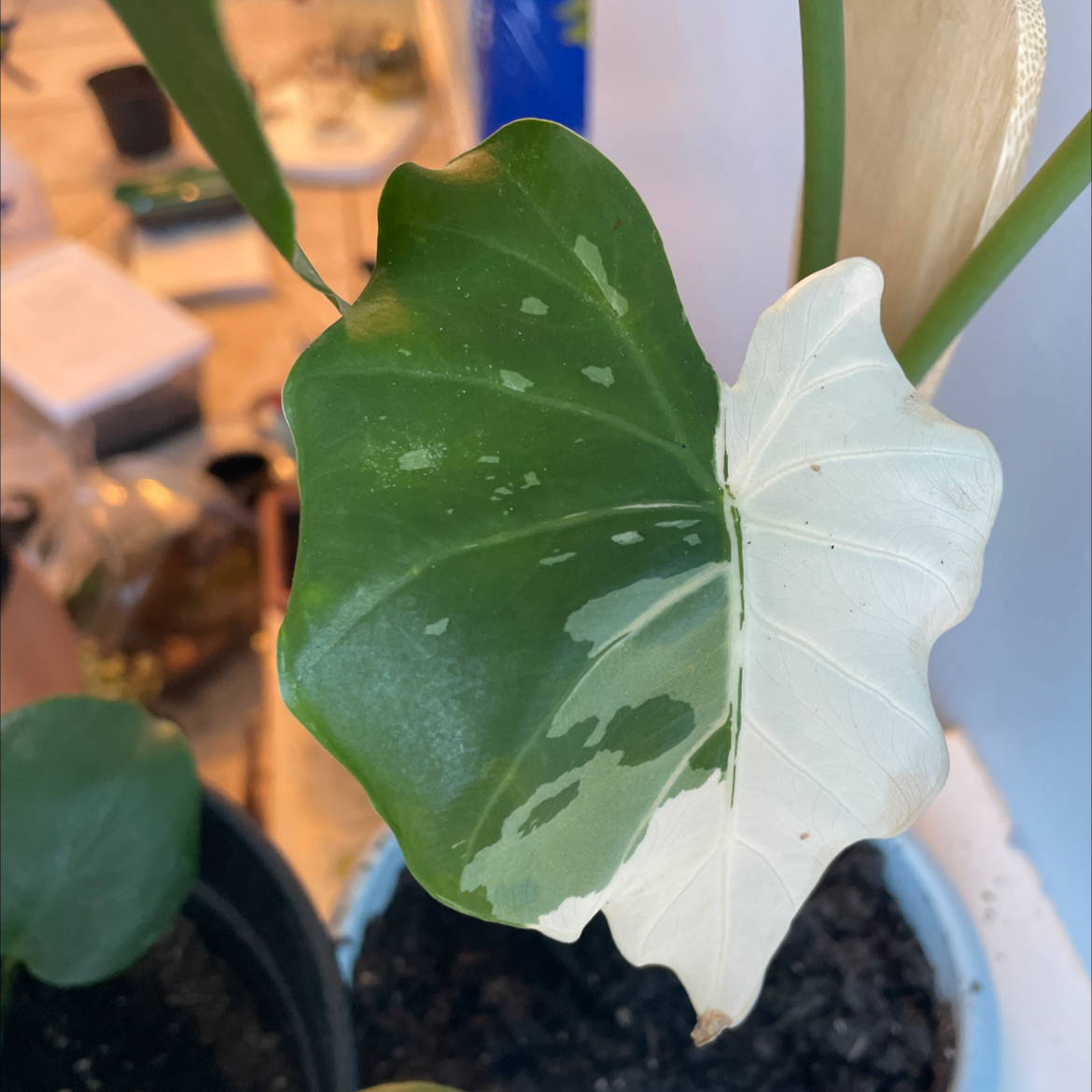 Jewel Alocasia plant with variegated green and white leaf, visible soil in pot.