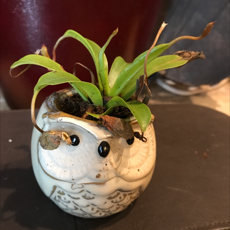 Tropical Pitcher Plant in an owl-shaped pot with some browning leaves.