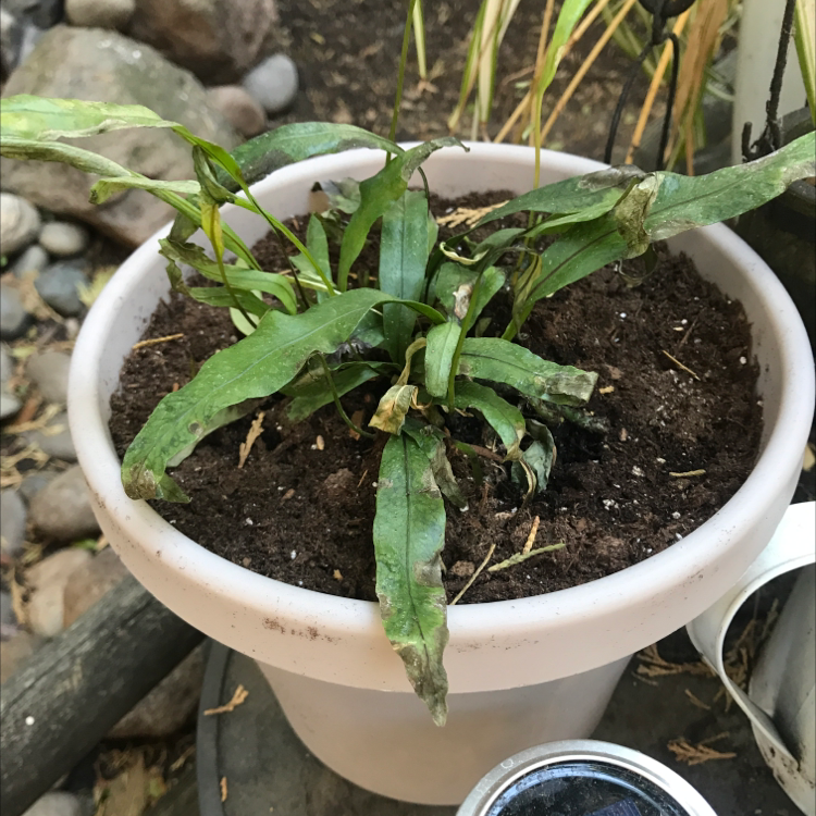 Photo of the plant species Walking Fern by @SarahLundy named Roo 2 on Greg, the plant care app