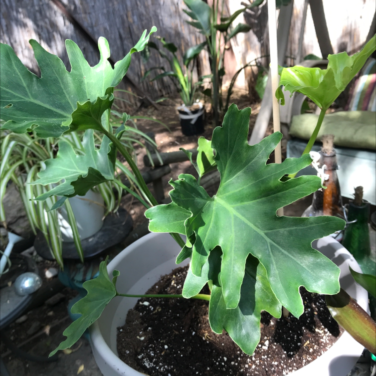 Philodendron Xanadu plant in a pot with visible soil, surrounded by other plants.