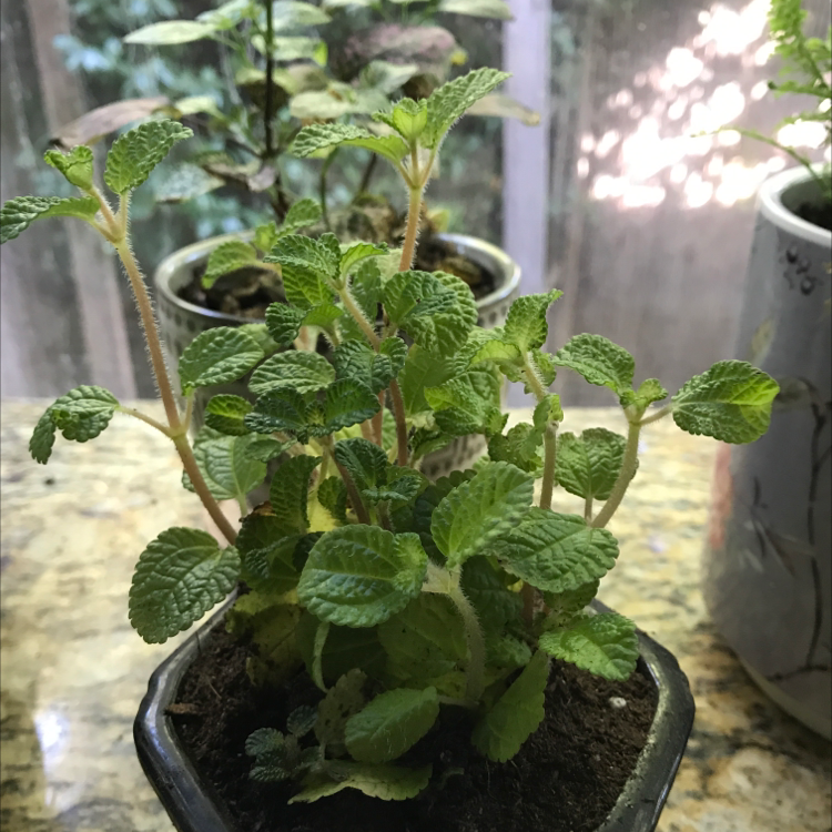 Photo of the plant species Creeping Charlie by @SarahLundy named Crinkle on Greg, the plant care app