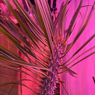 Madagascar Palm plant in Dublin, County Dublin