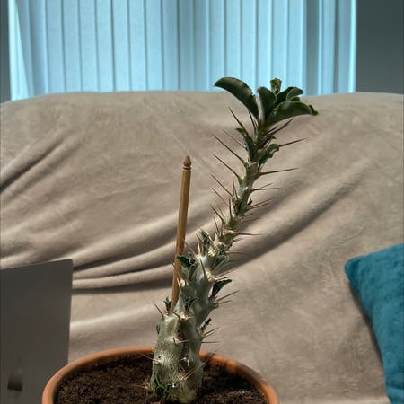 Photo of the plant species Kudu Lily by Jalapenopython named Pachypodium Saundersii on Greg, the plant care app