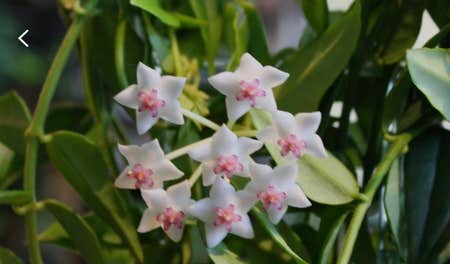 Photo of the plant species Hoya Bella by @AbsoluteArchie named Bella on Greg, the plant care app