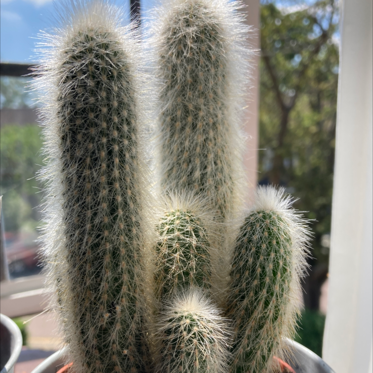 Photo of the plant species Cleistocactus strausii by @davidg named Silver Torch on Greg, the plant care app