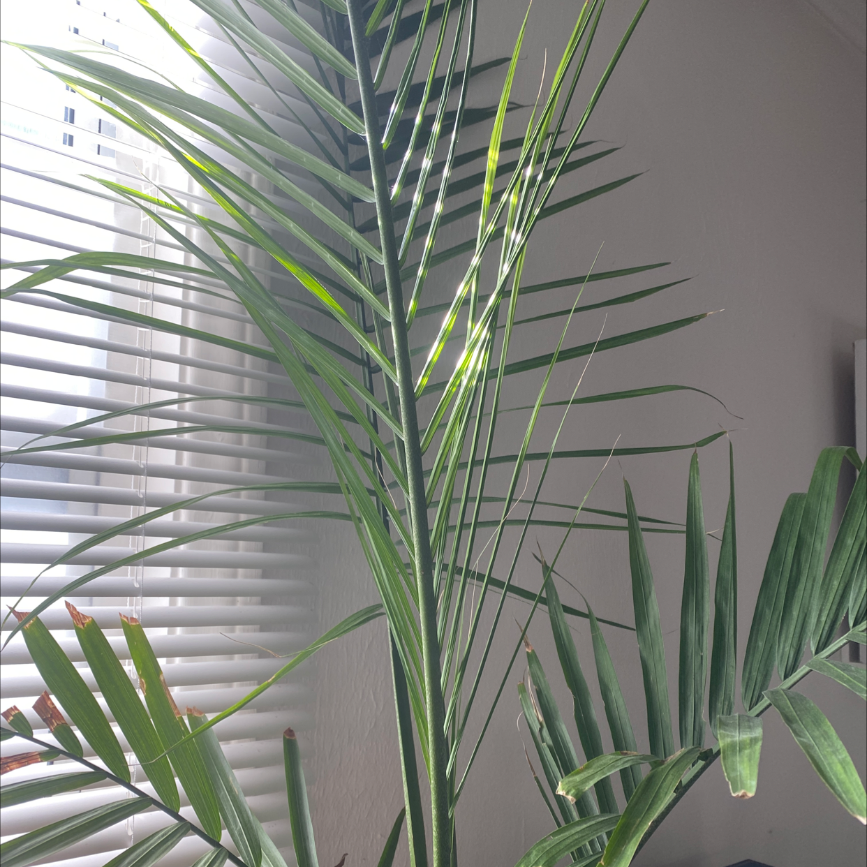 Propagating Your Majesty Palm Stepbystep Guide 👶