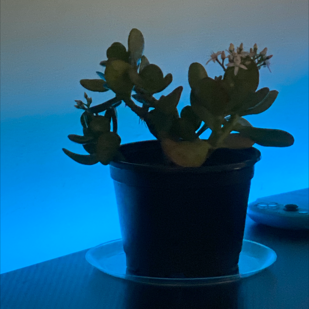 Potted Silver Dollar Plant with thick leaves and small white flowers.