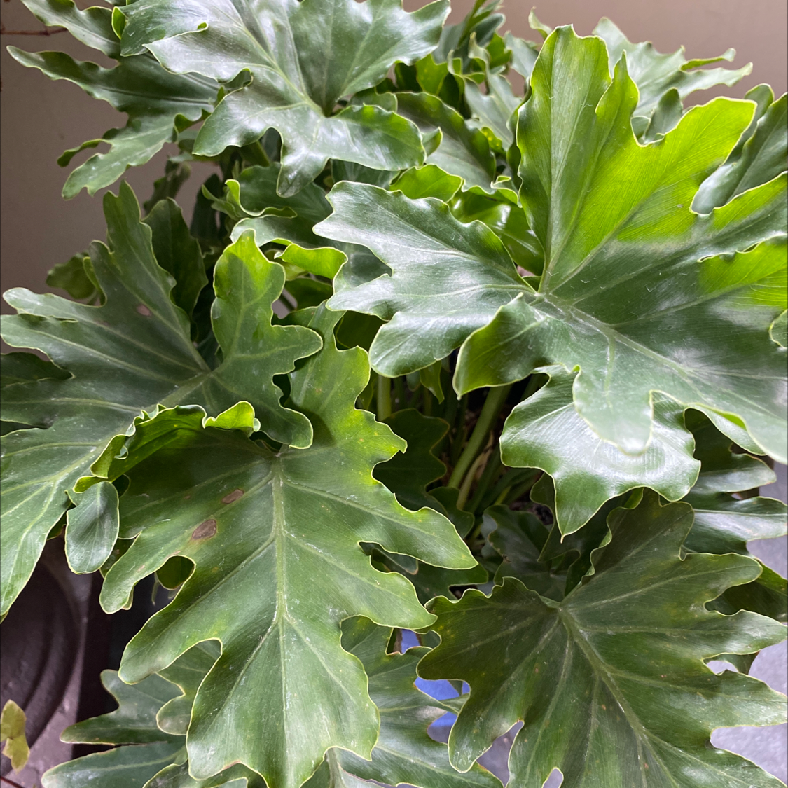 Philodendron Xanadu with large, deeply lobed green leaves, appearing healthy.