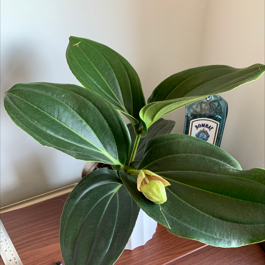 Showy Medinilla plant with dark green leaves and a developing flower bud.