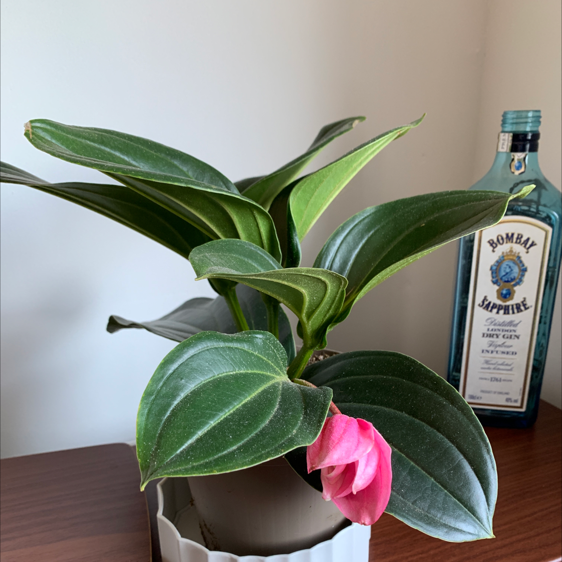 Showy Medinilla plant with broad green leaves and a pink flower in a pot.