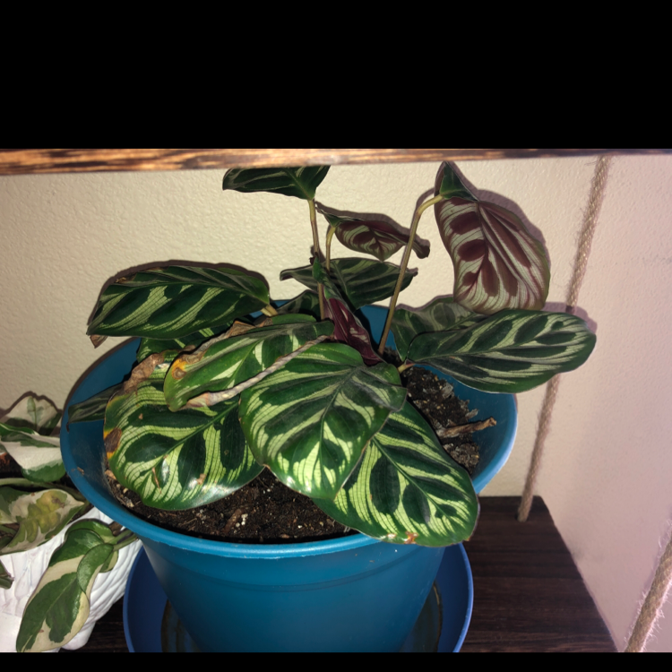 Potted Cathedral Windows plant with vibrant, patterned leaves in a blue pot.
