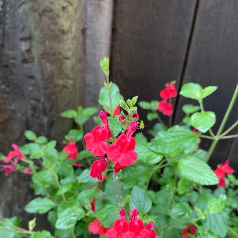 Baby Sage plant with vibrant red flowers and healthy green leaves.