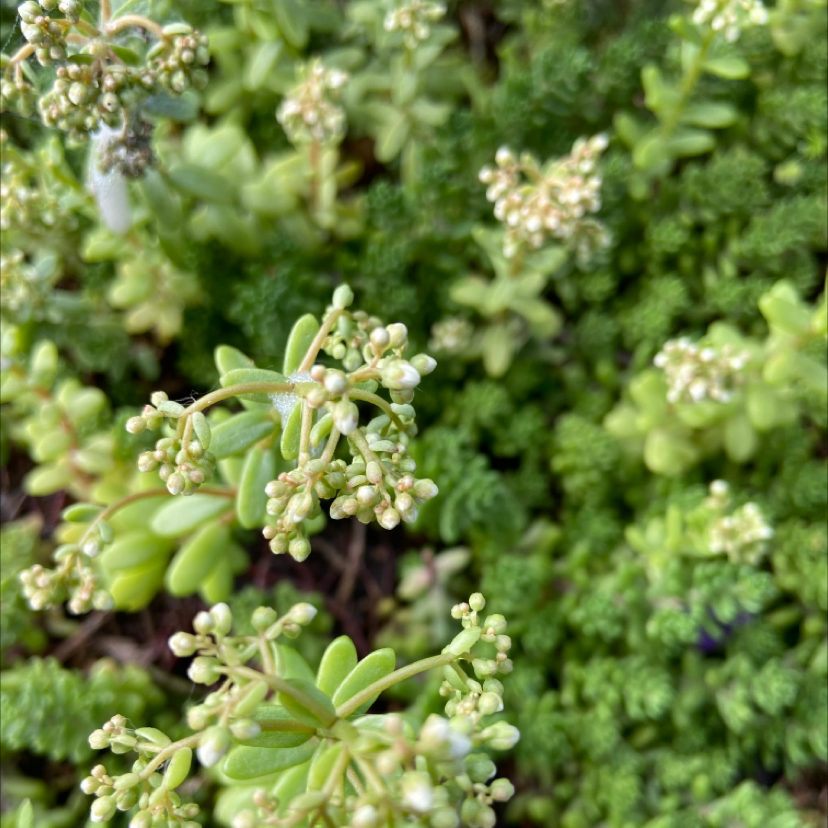 Photo of the plant species White Stonecrop by Dave named Your plant on Greg, the plant care app