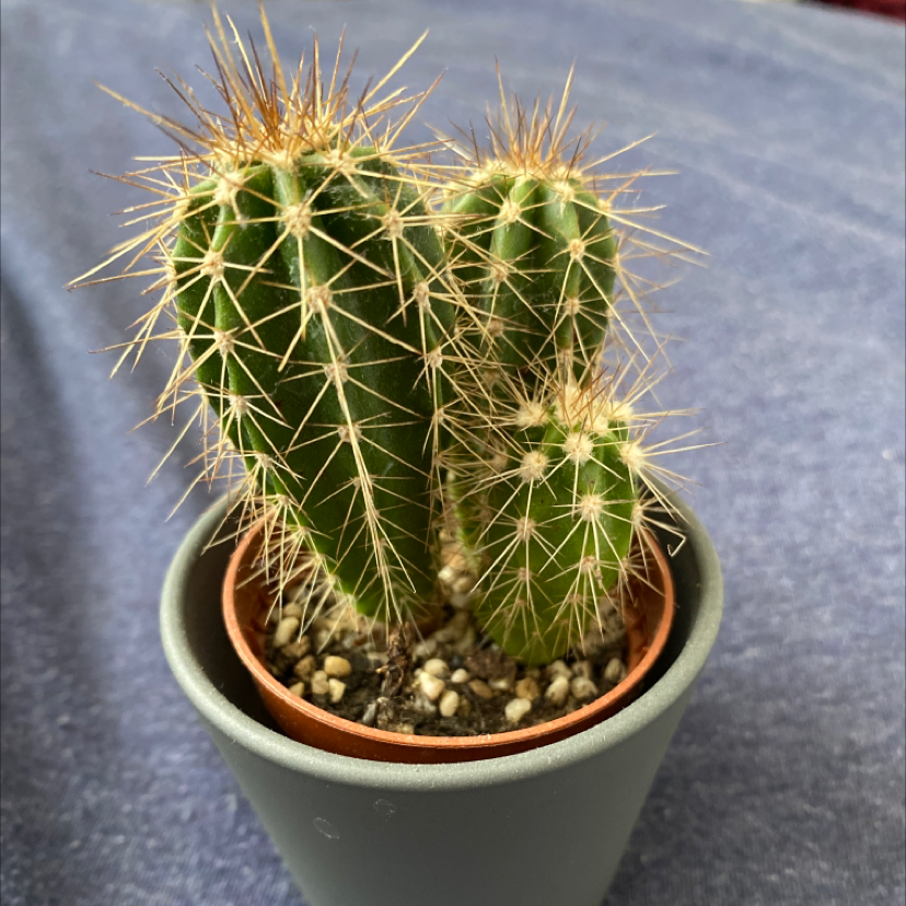 A healthy Scarlet Hedgehog Cactus in a small pot with visible spines and soil.
