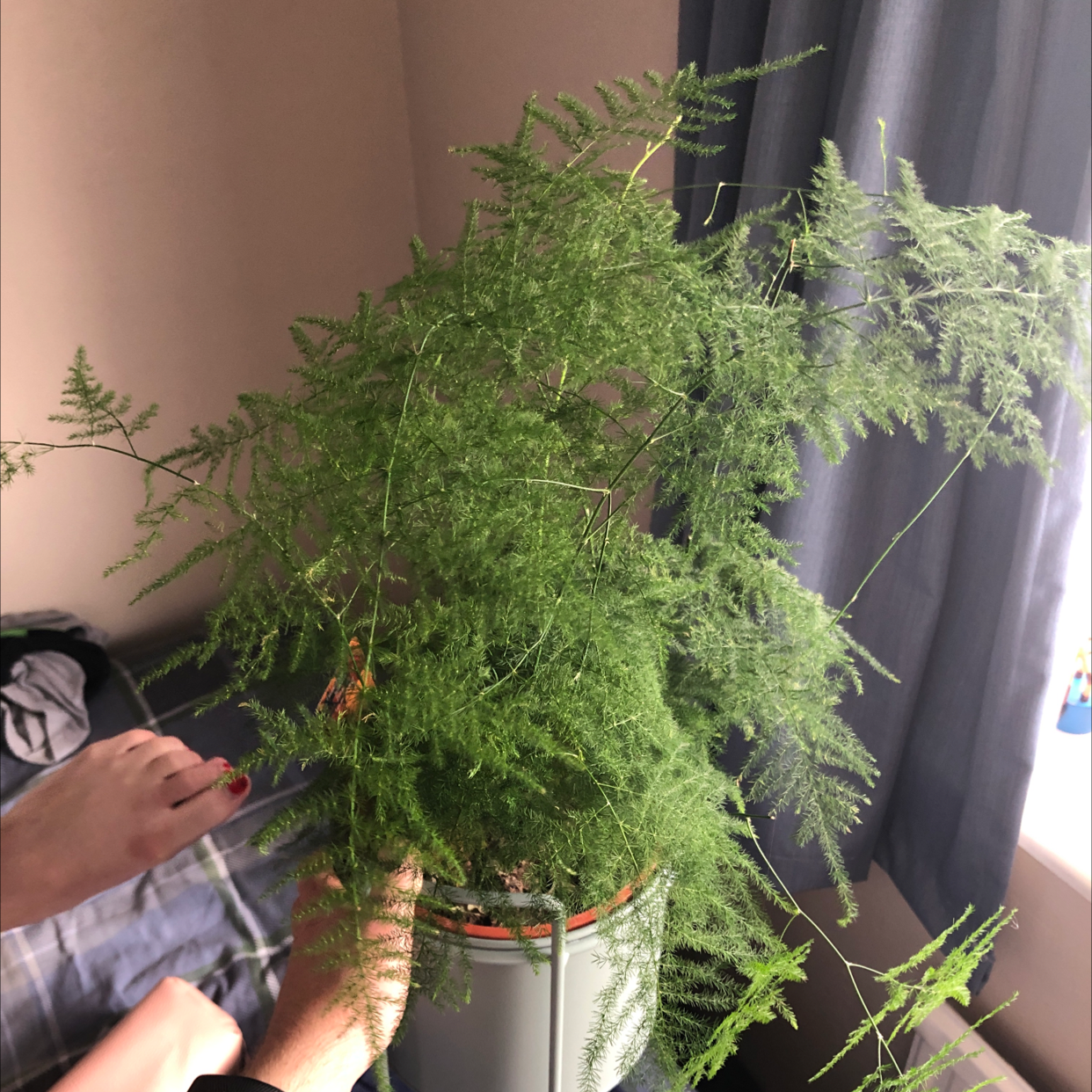 Asparagus Fern plant photo by @Dunn00 named Asparagus Fern Cotton on Greg, the plant care app.