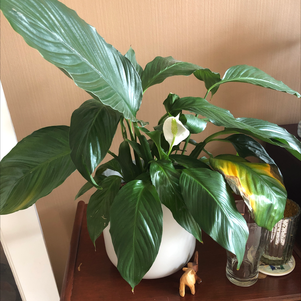 Peace Lily plant photo by @Dunn00 named Percy the Peace Plant on Greg, the plant care app.