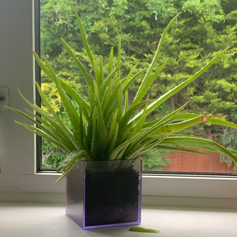 Aloe vera plant photo by @ARandomPeterKinnie named Prongsie on Greg, the plant care app.